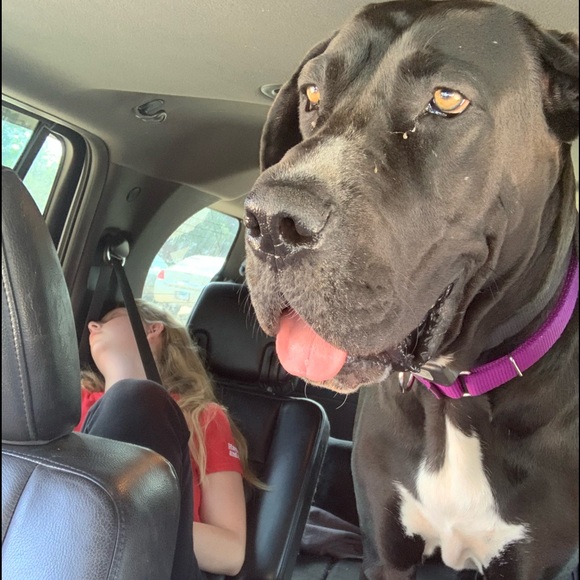 Profile Picture of Kreg Riedemann (@1bearsson) on Poshmark