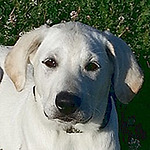 Profile Picture of Nancy Carpenter (@carpenternp) on Flickr