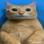 Profile Picture of Tamara Kečkéšová (@Tamara-Kečkéšová) on Facebook