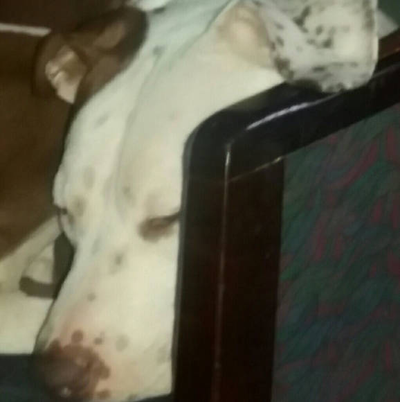 Profile Picture of Joel Cardona (@rocboy123) on Poshmark