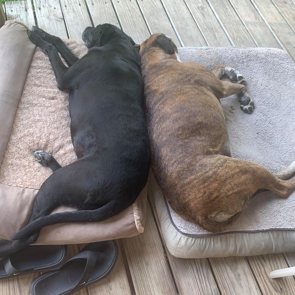 Profile Picture of Tamara Fites (@hammerrocks75) on Poshmark