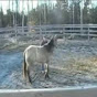 Profile Picture of brenna dicks (@@elmwoodstables) on Tiktok