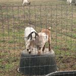 Heather Sowell - Instagram Profile Picture of Heather Sowell (@heather_sowell2006) on Instagram