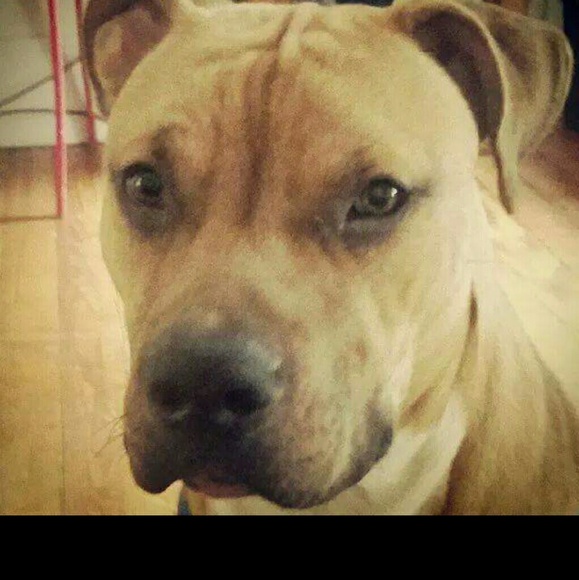 Profile Picture of Luis Vicente (@loko1993) on Poshmark