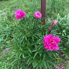 Profile Picture of Missy Sorrell (@missysorrell) on Tiktok