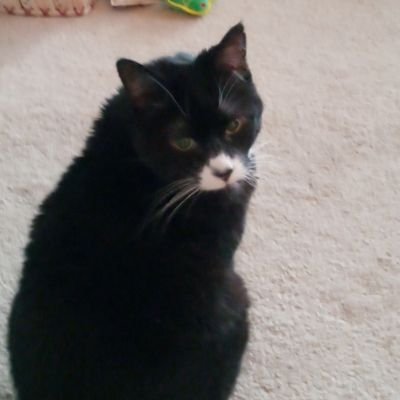 Profile Picture of Joe Troiano (@JoeTroiano12) on Twitter