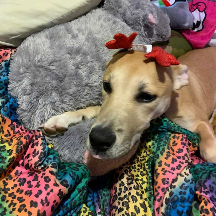 Profile Picture of Aaron Castro (@luminewolf02) on Tiktok