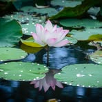 Profile Picture of Filomena Ledesma (@filomena.ledesma.3) on Facebook