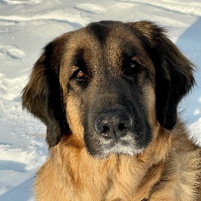 Profile Picture of Scott Franzen (@commonoutlier) on Twitter