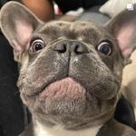 Caroline cozzone - Instagram Profile Picture of Caroline cozzone (@williams_shuppert) on Instagram