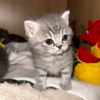 Profile Picture of Adam Seibel (@adam-seibel) on Quora