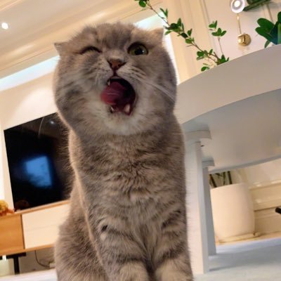Profile Picture of SylviaCheung (@SylviaCheung6) on Twitter