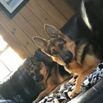 Profile Photo of Renee Raymond (@luke_and_dakota_gsd) on Instagram