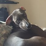 Shelly Gary - Instagram Profile Picture of Shelly Gary (@snwaggs) on Instagram