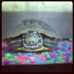 Profile Picture of Dorie Glitzy Scott (@justglitzy) on Instagram