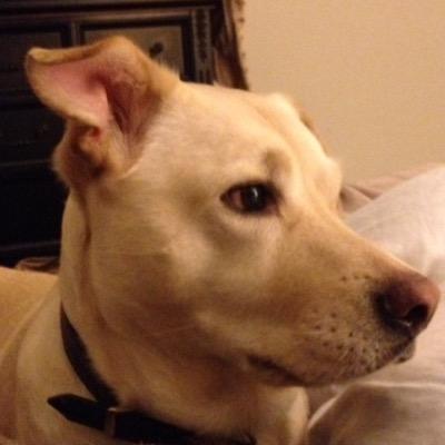 Profile Picture of Paul Notine (@pnotine) on Twitter