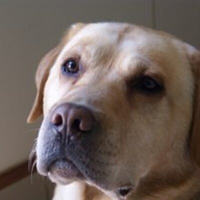 Profile Picture of Jose Luis Amezcua (@joselo1002) on Twitter