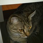 Profile Picture of Calvin Böringer (@calvin_2003_13) on Instagram