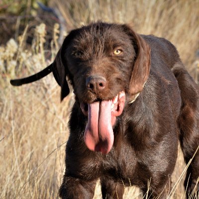 Profile Picture of Kyle Parkinson (@texcreekkennels) on Twitter