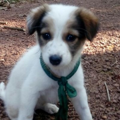 Profile Picture of Manjunath  Bhat (@manjunathbhat86) on Twitter