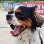 Profile Picture of Cavalier King Charles, Nala (@cavaliernala) on Instagram