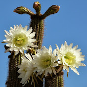 Profile Picture of Larry N. Huynh (@nhut12a2mc1981) on Youtube