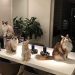 Profile Picture of Ben, Fred, Fran & Chiara (@benjamin_and_frederico) on Instagram