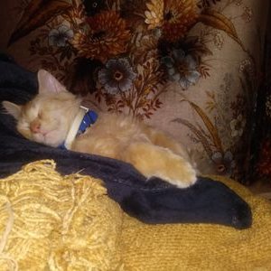 Profile Picture of Michael Swayne (@swayne_michael) on Twitter