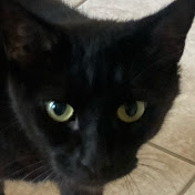 Profile Picture of Suzanne Scott (@suzannescott7226) on Youtube