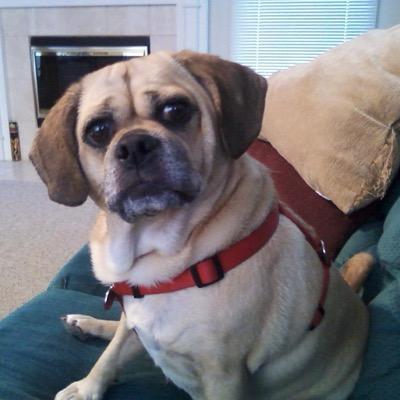Profile Picture of Danielle Root (@PugglemamaDani) on Twitter
