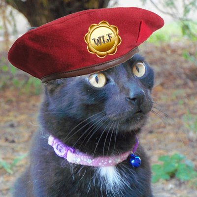 Profile Picture of Angel Leroy (@LeroyBlackCat) on Twitter