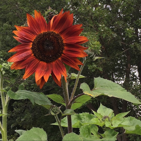 Profile Picture of Tanya Karnick (@tkarnick) on Poshmark