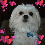 Profile Picture of Holly Johnson Ziolkowski (@hollyjohnsonziolkowski) on Instagram