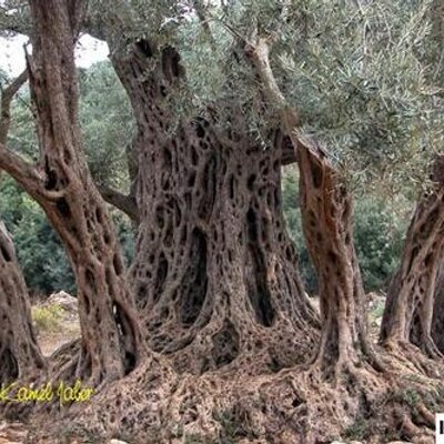 Profile Picture of NIZAR ABBOUD (@NABBOUD48) on Twitter