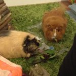 Profile Picture of Gordon Millar (@wolfgangs_beard) on Instagram