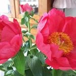 Profile Picture of jacqueline_beauchamp@yahoo.fr (@jacqueline_beauchampyahoo.fr) on Instagram