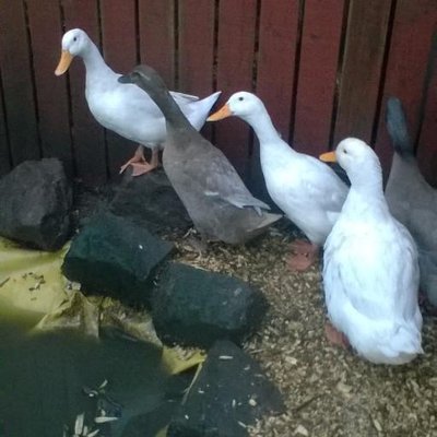 Profile Picture of Chris Duxbury (@ChrisForfar36) on Twitter