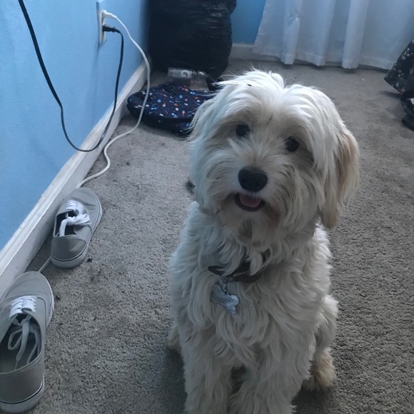 Profile Picture of Isabelle Gomez (@isabellemg1017) on Poshmark