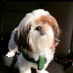 Profile Picture of as aventuras de Jon Bon jovi (@auaujonjon) on Instagram