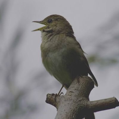 Profile Picture of Nightingale⚖️ (@amber_keener_) on Twitter