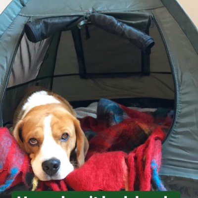 Profile Picture of Peter | FFA Beagle In Chief (@farfetchedacres) on Twitter