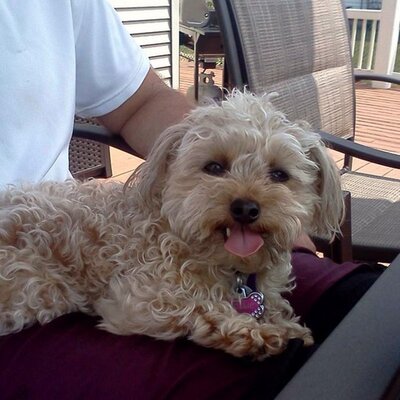 Profile Picture of Dani Pearson (@pearson_dani) on Twitter