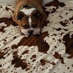 Profile Picture of Trudy Cline (@trubullet) on Instagram