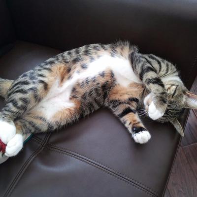 Profile Picture of Darryl Medley (@GojiraRokz) on Twitter