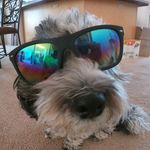 Profile Picture of nicks pets (@nicholas____wilhelm) on Instagram