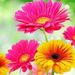 Profile Picture of Paula Pooler (@paulapooler) on Pinterest