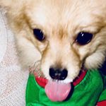 Profile Picture of Calvin Phan (@calvinpom_chi) on Instagram