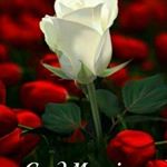 Profile Picture of Sheeba Mathew (@sheeba.mathew.948) on Instagram
