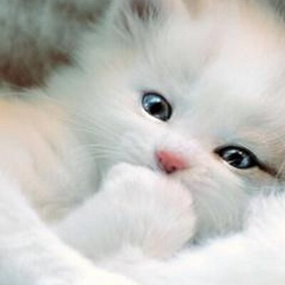 Profile Picture of Kiril Nikolov (@KirilNikolov3) on Twitter