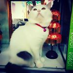 Profile Picture of KEVIN (@kevin_kastanyo) on Instagram